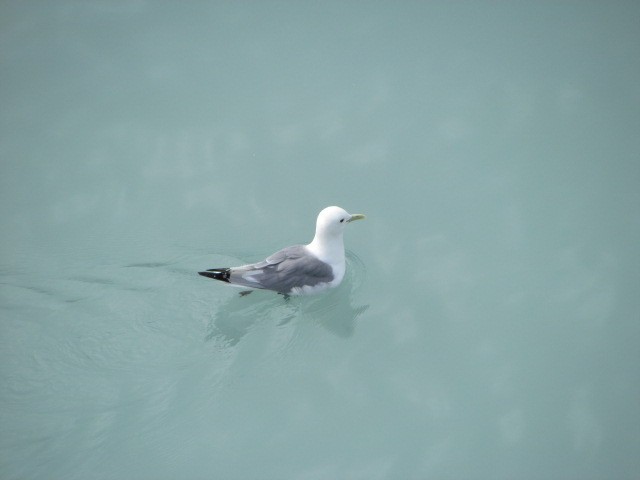 Gaviota Tridáctila - ML619967826