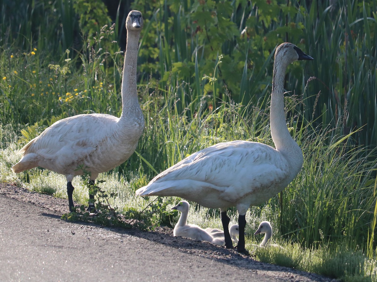 Cygne trompette - ML619967829