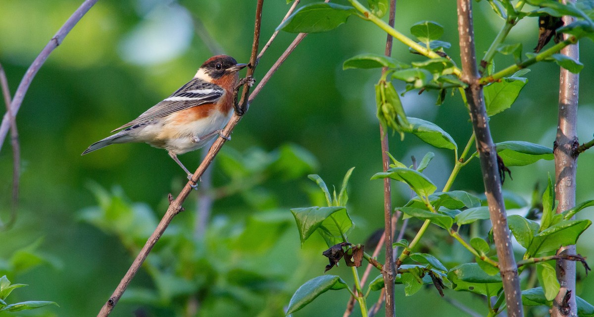 Bay-breasted Warbler - ML619967831