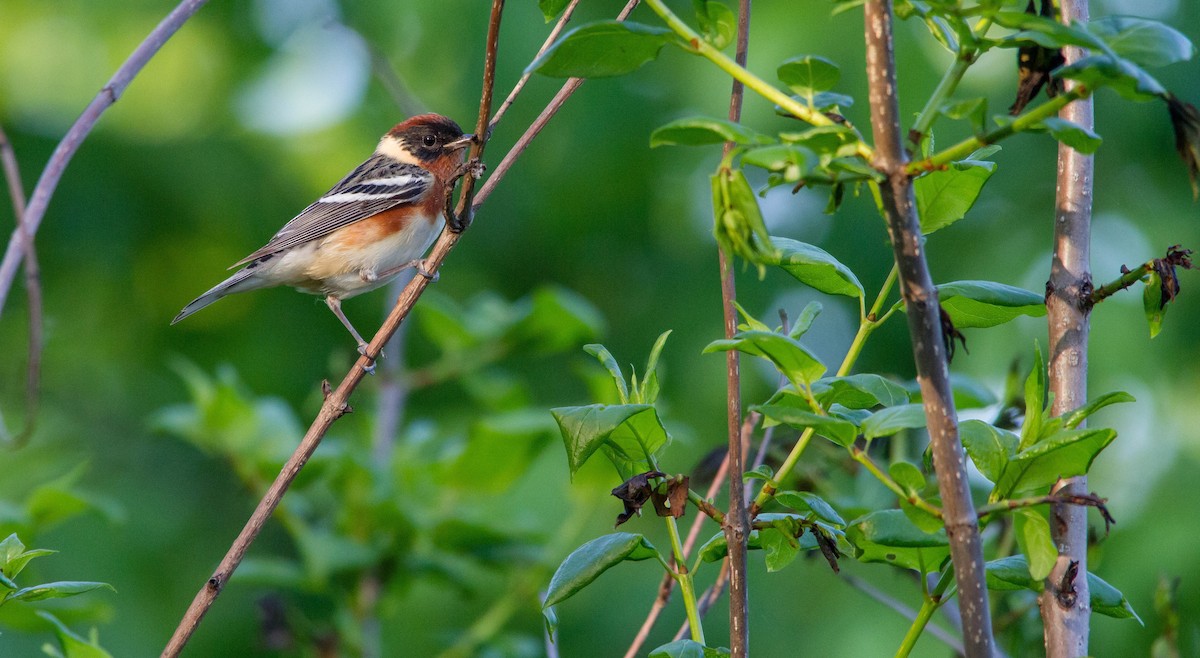Bay-breasted Warbler - ML619967832