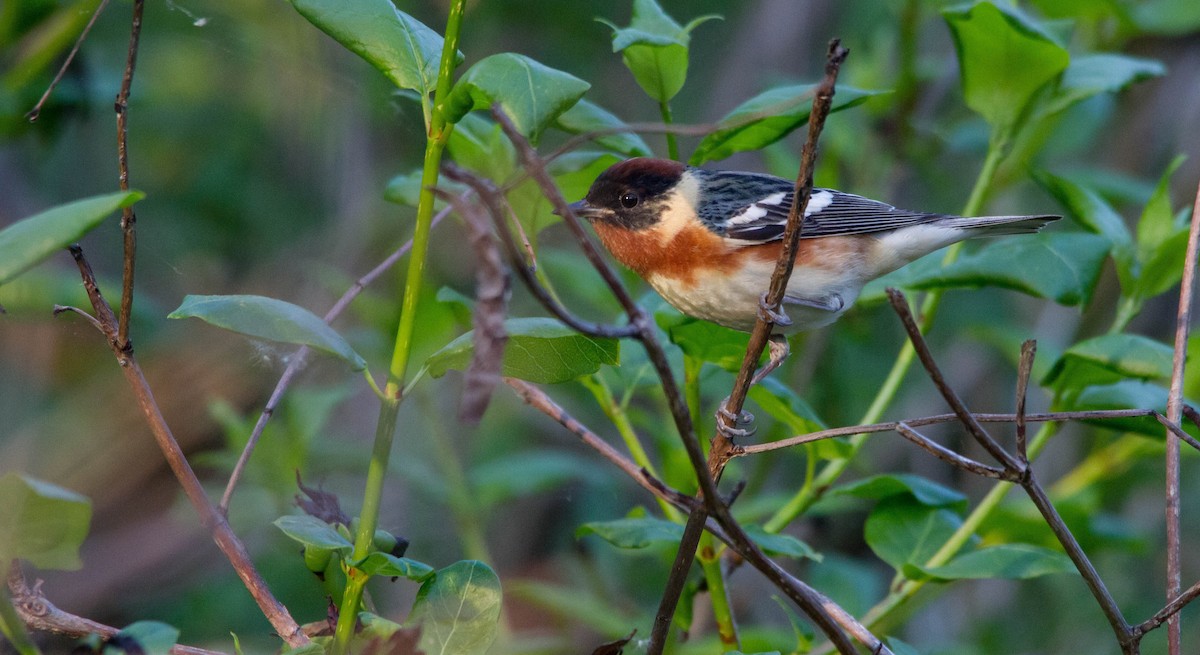 Bay-breasted Warbler - ML619967833