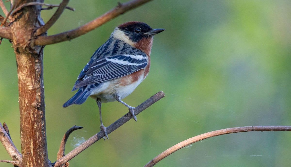 Bay-breasted Warbler - ML619967835