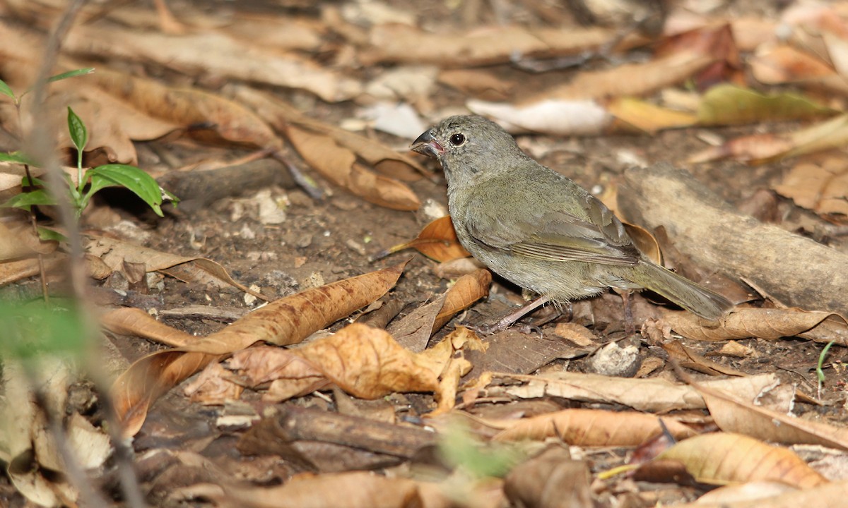 Black-faced Grassquit - ML619967848