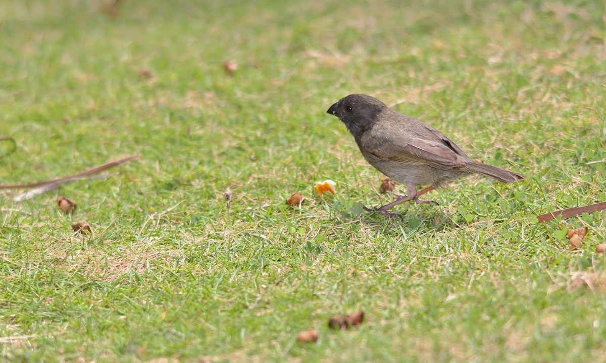 Black-faced Grassquit - ML619967849