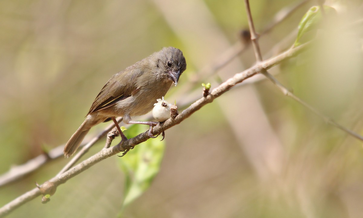 Black-faced Grassquit - ML619967850