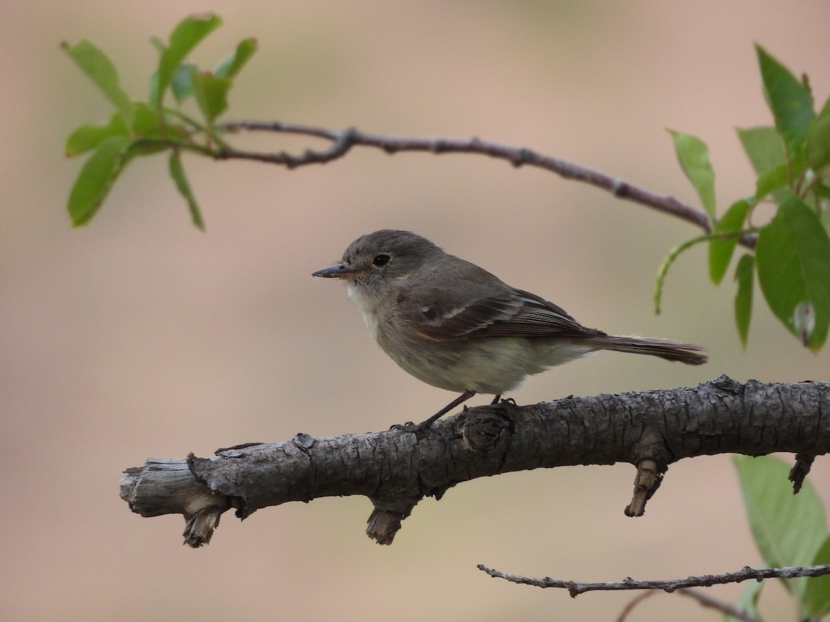 Gray Flycatcher - ML619967851