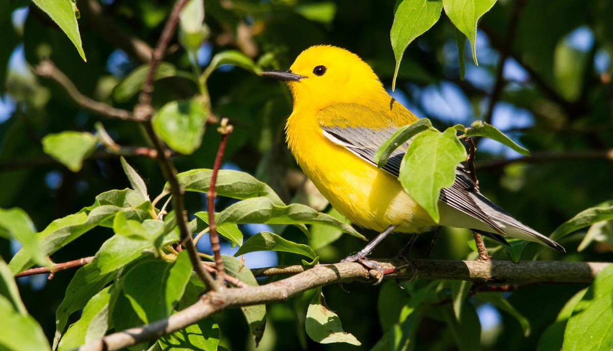 Prothonotary Warbler - ML619967853