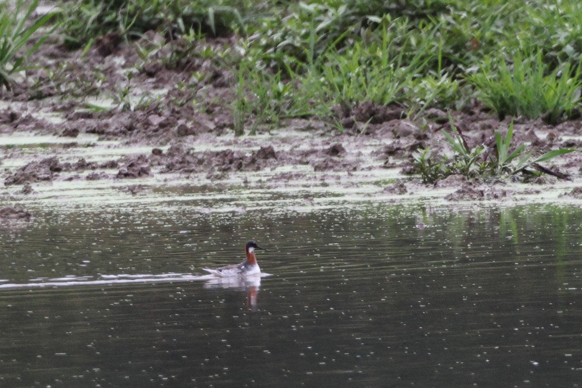 Phalarope à bec étroit - ML619967859