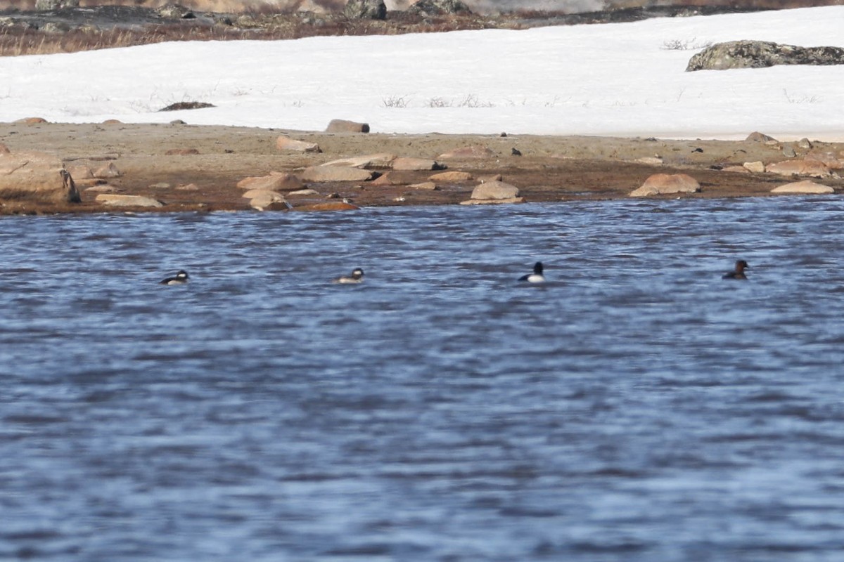 Bufflehead - ML619967861