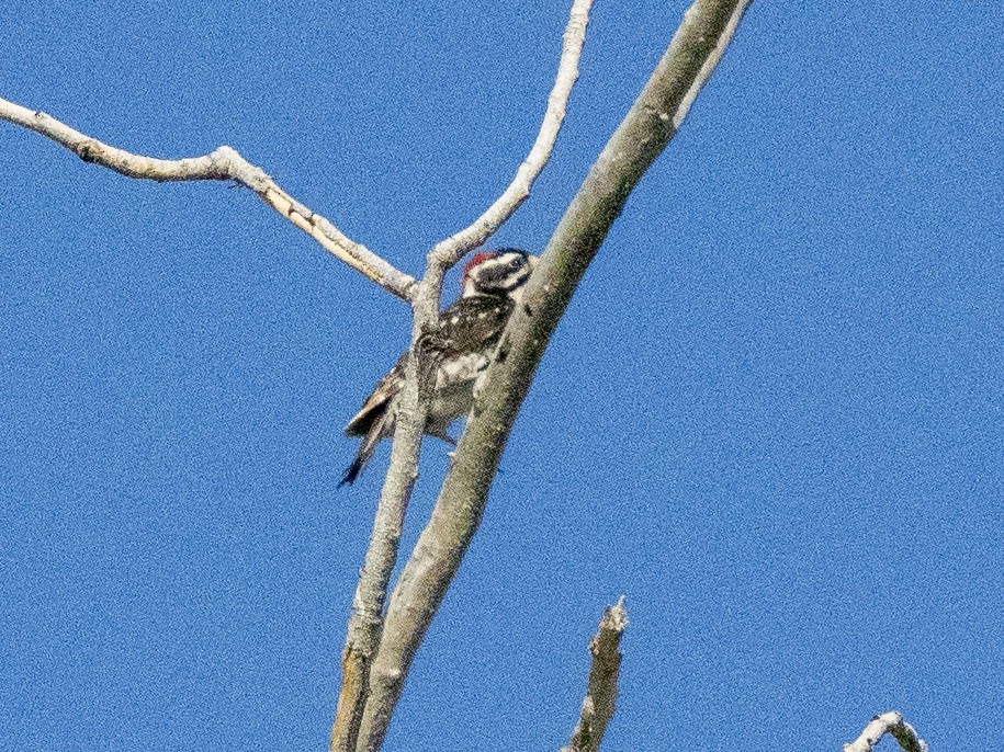 Nuttall's Woodpecker - ML619967863