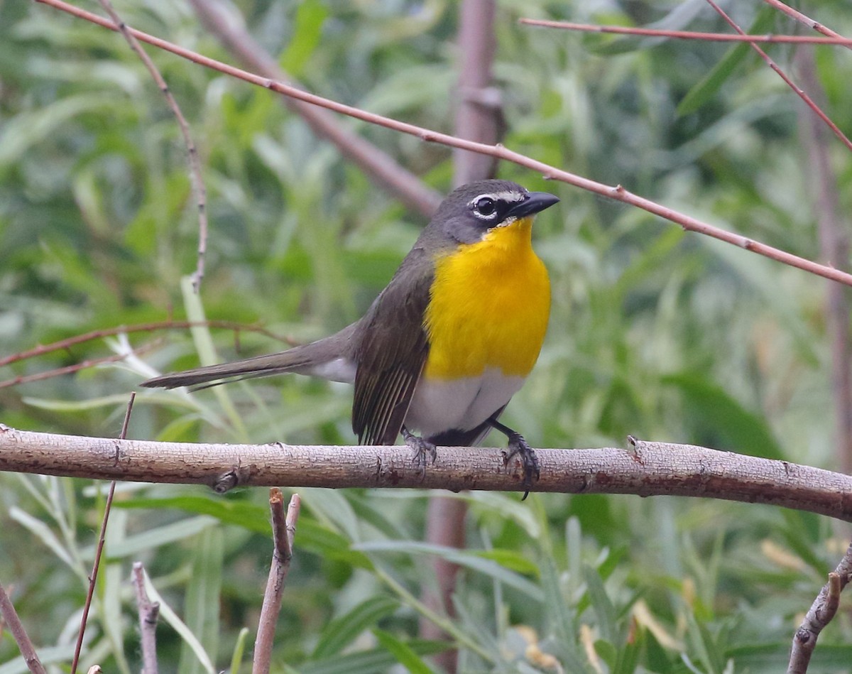 Yellow-breasted Chat - ML619967865