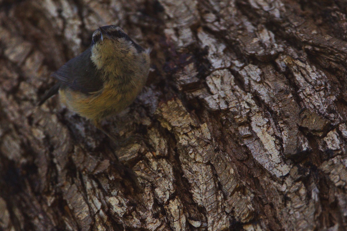 Red-breasted Nuthatch - ML619967869