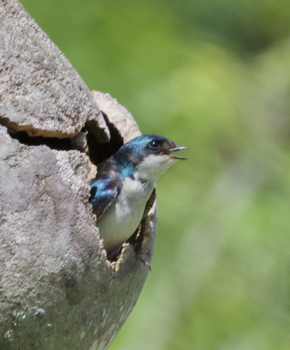 Golondrina Bicolor - ML619967885