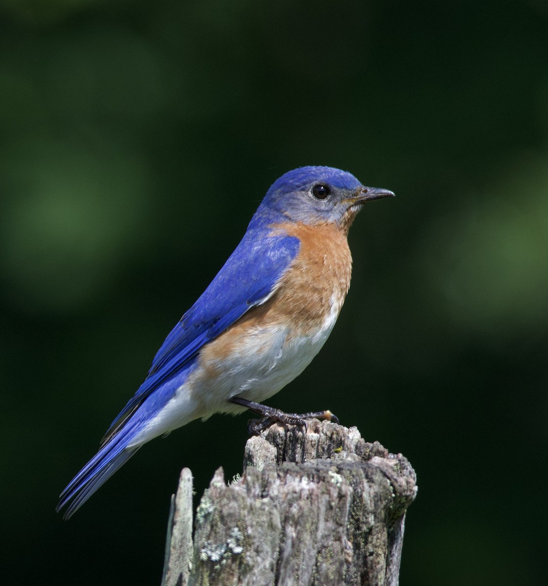 Eastern Bluebird - Justin Swain