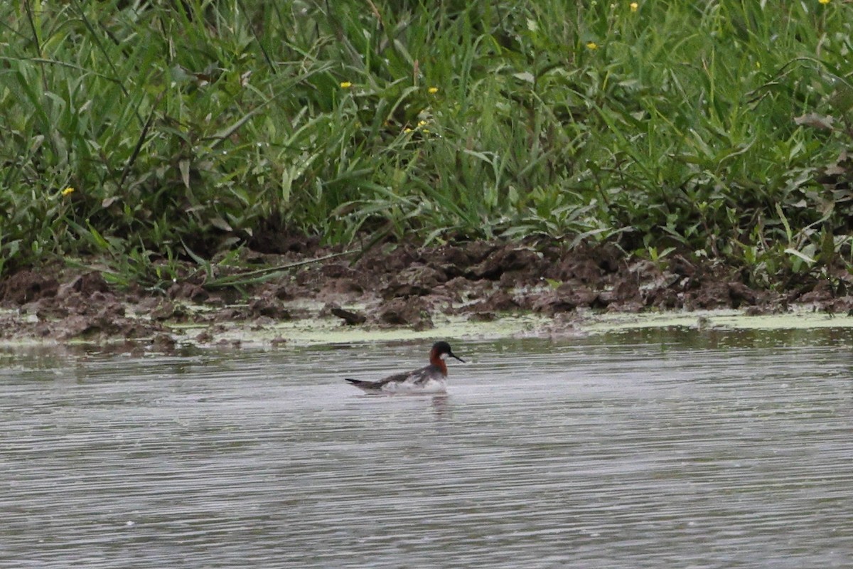 Phalarope à bec étroit - ML619967891