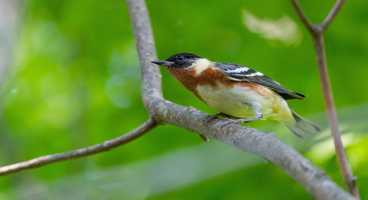 Bay-breasted Warbler - ML619967936