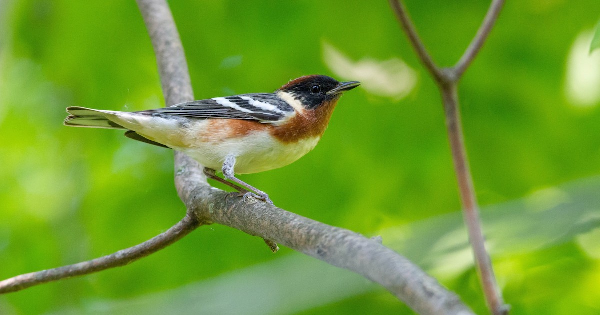 Bay-breasted Warbler - ML619967938