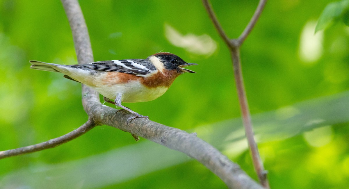 Bay-breasted Warbler - ML619967939