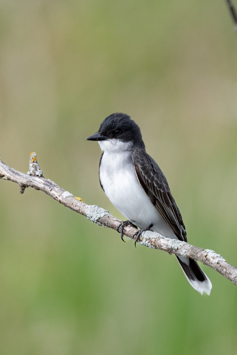 Eastern Kingbird - ML619967953