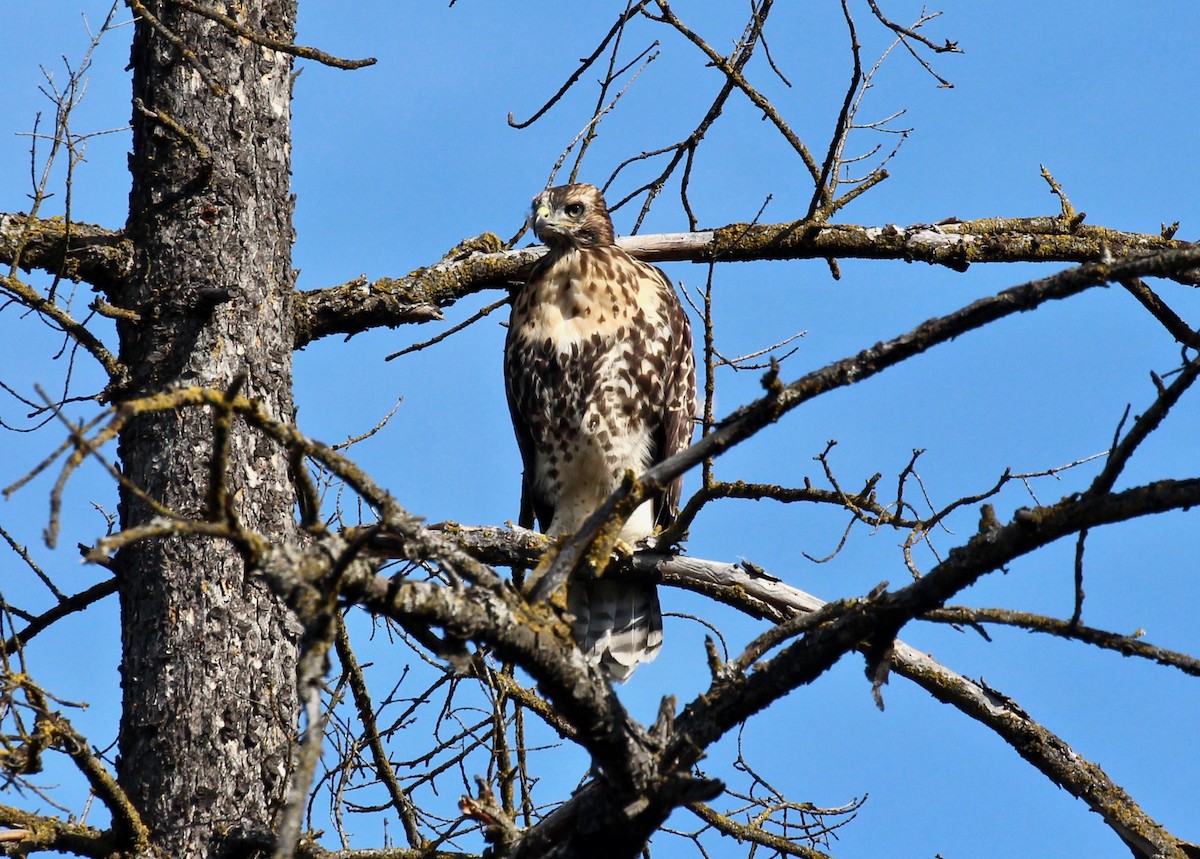 Red-tailed Hawk - ML619967963