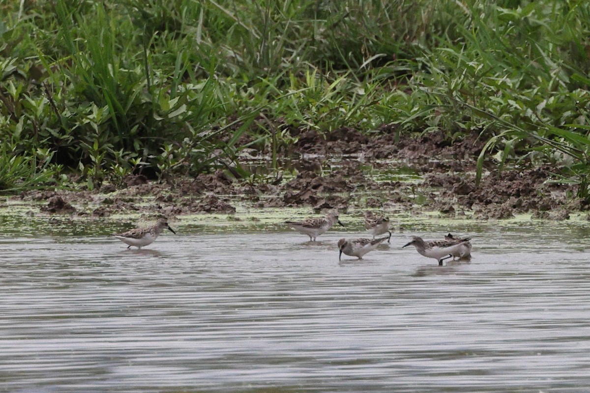 Semipalmated Sandpiper - ML619967965