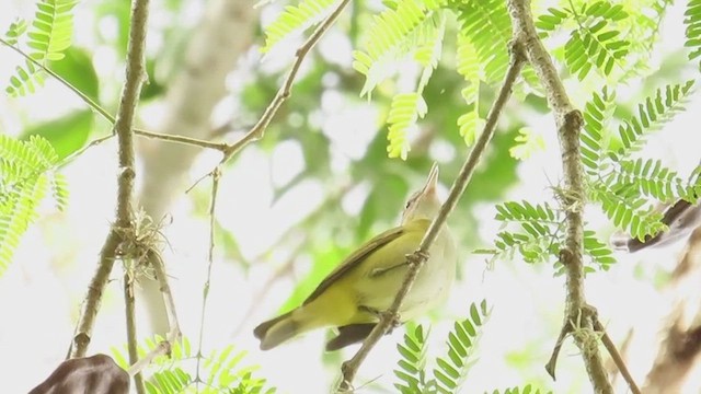 Gelbflankenvireo - ML619967968