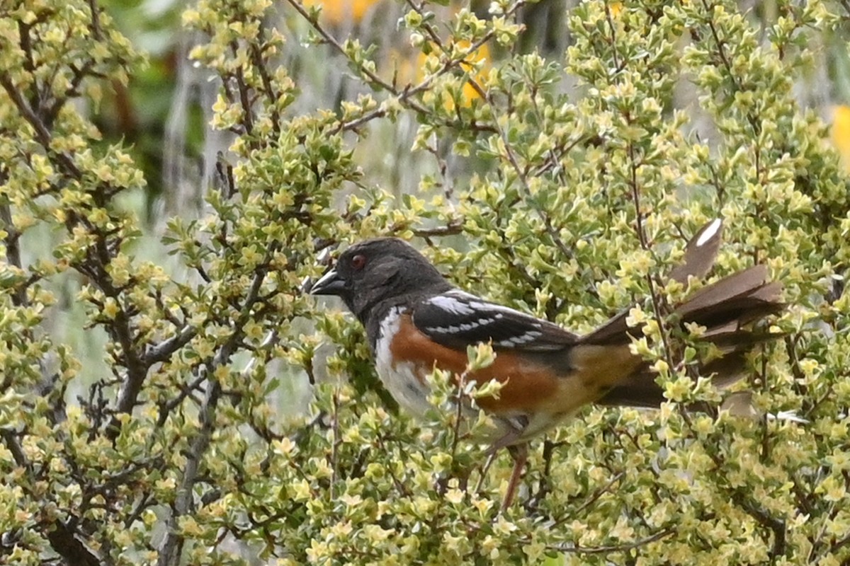 Spotted Towhee - ML619967976