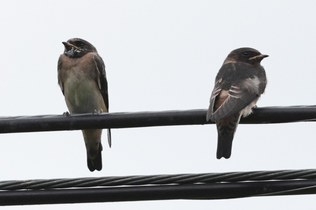 Cliff Swallow - ML619967978