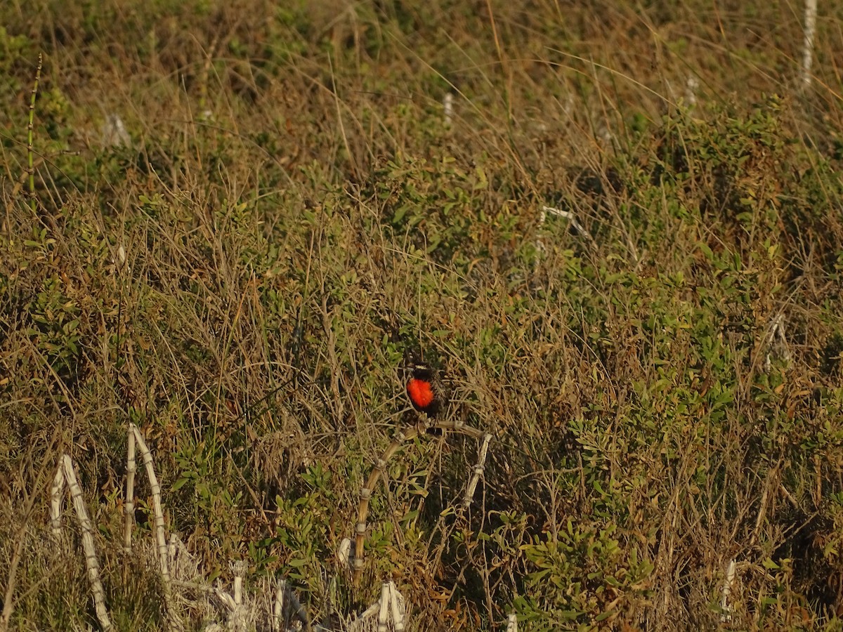Peruvian Meadowlark - ML619967979