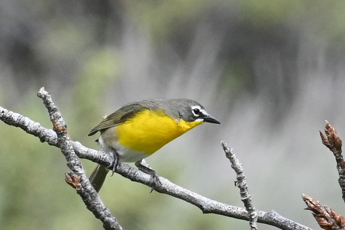 Yellow-breasted Chat - ML619967986