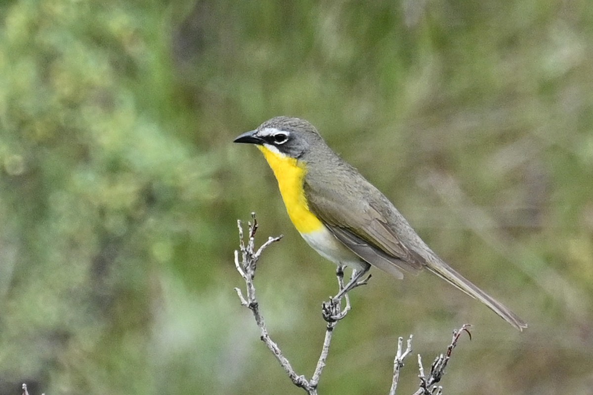 Yellow-breasted Chat - ML619967987