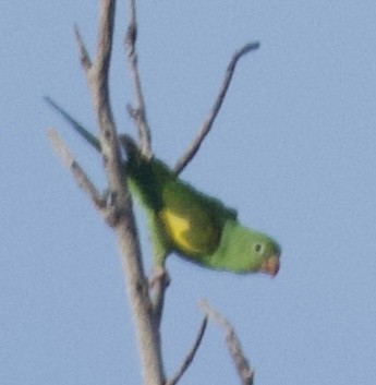 Yellow-chevroned Parakeet - ML619967989