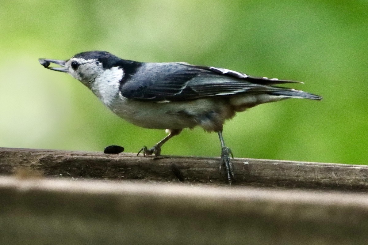 White-breasted Nuthatch - ML619967996