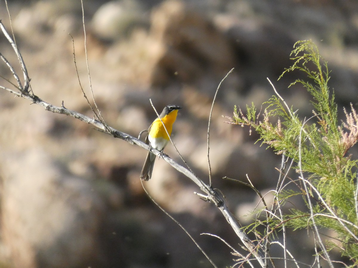 Yellow-breasted Chat - ML619968005