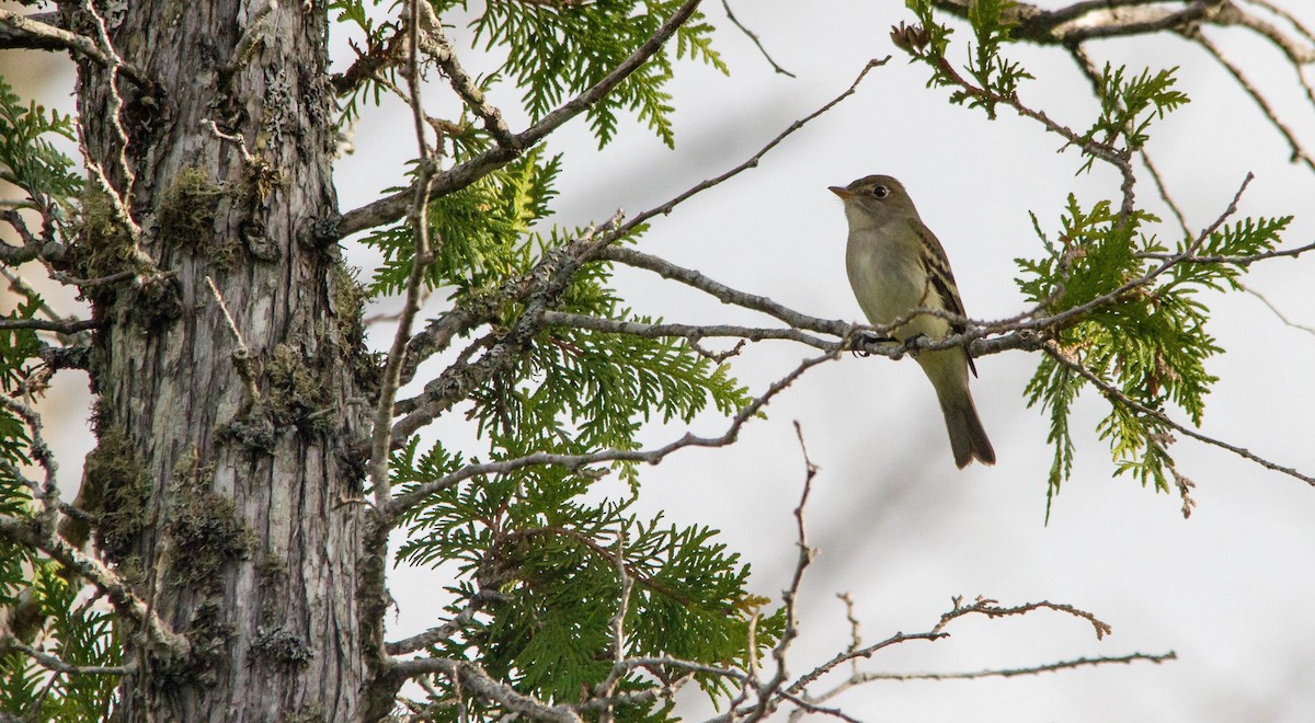 Alder Flycatcher - ML619968011