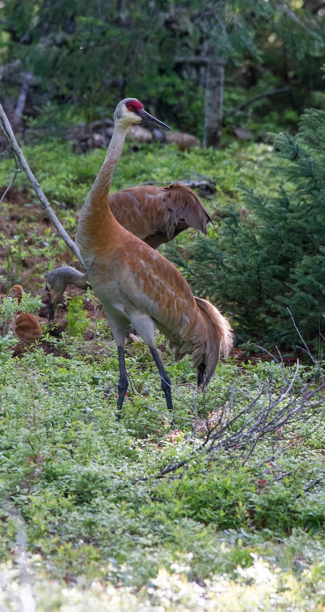 Sandhill Crane - ML619968026