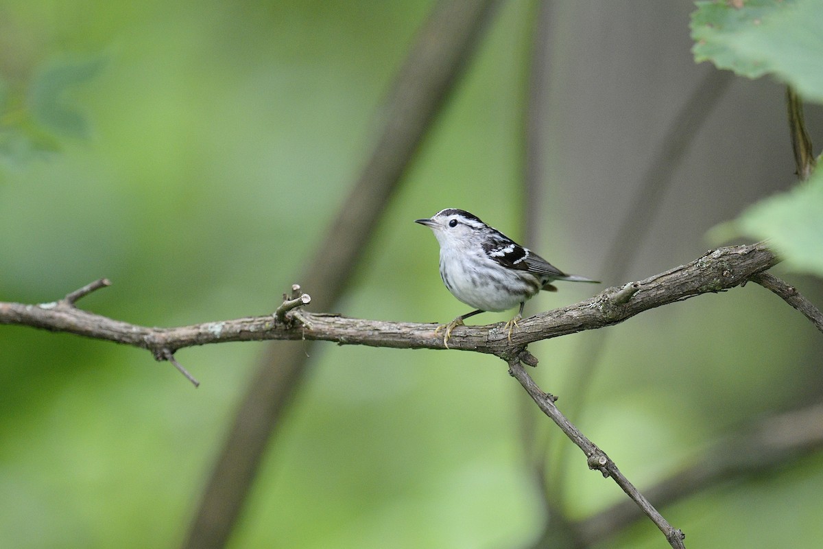 Black-and-white Warbler - ML619968029