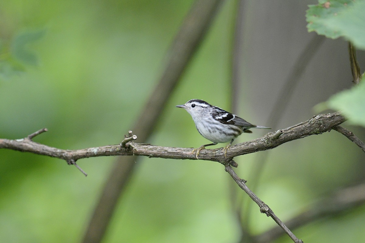 Black-and-white Warbler - ML619968030