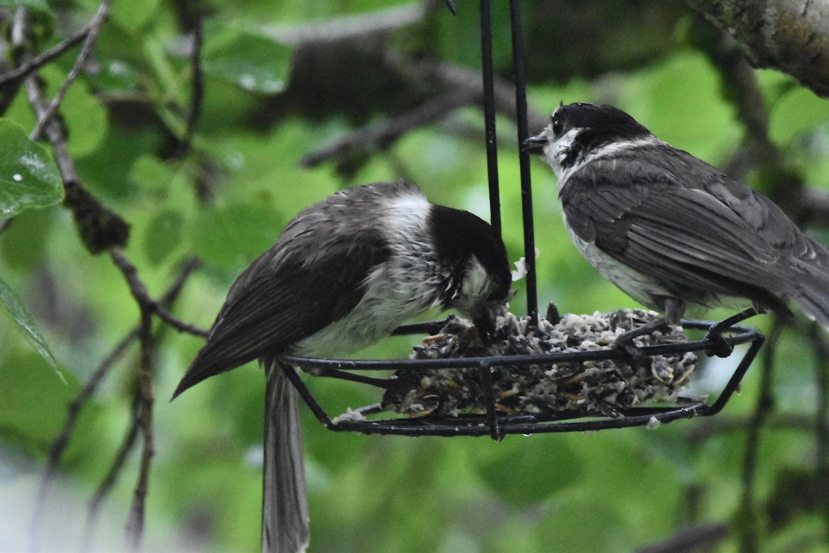 Canada Jay (Pacific) - ML619968031