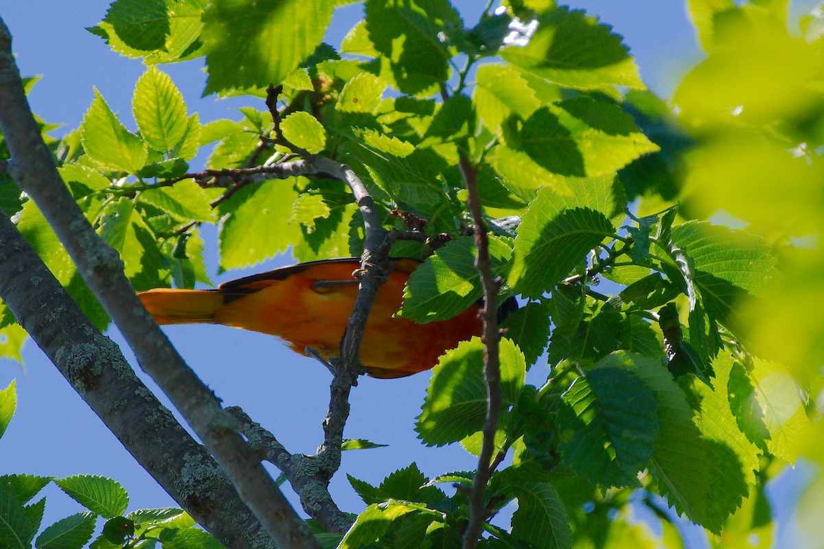 Baltimore Oriole - ML619968033