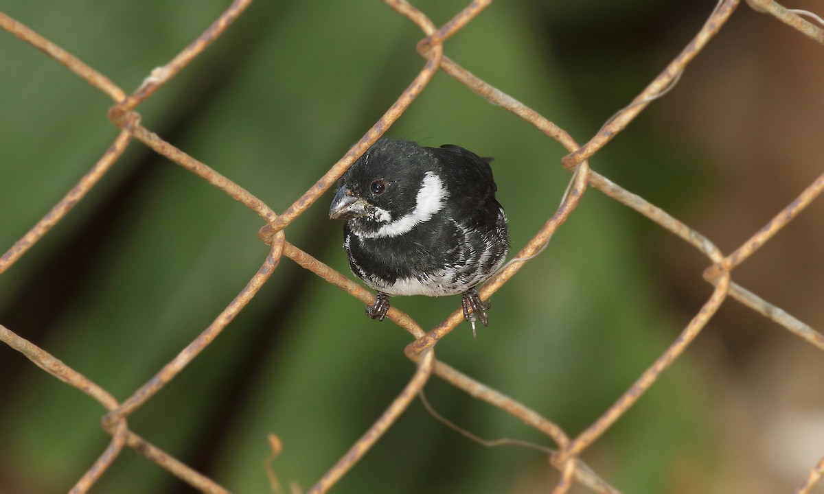 Variable Seedeater - ML619968040
