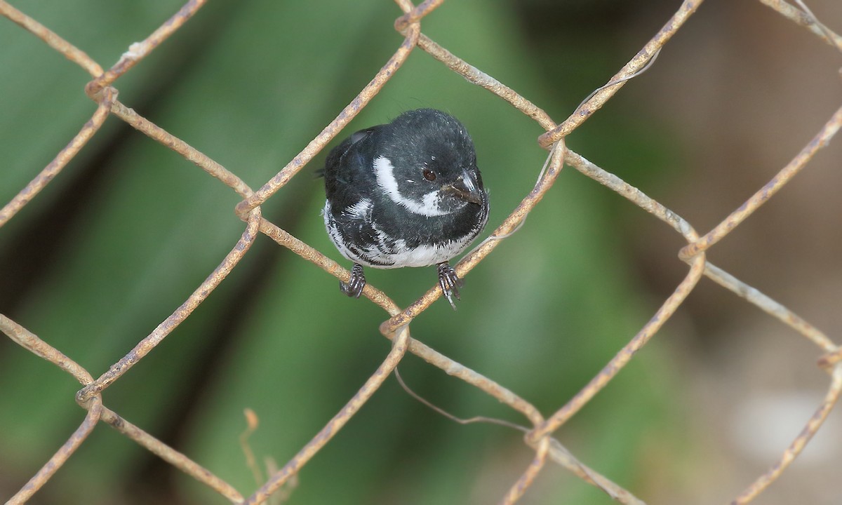 Variable Seedeater - ML619968042