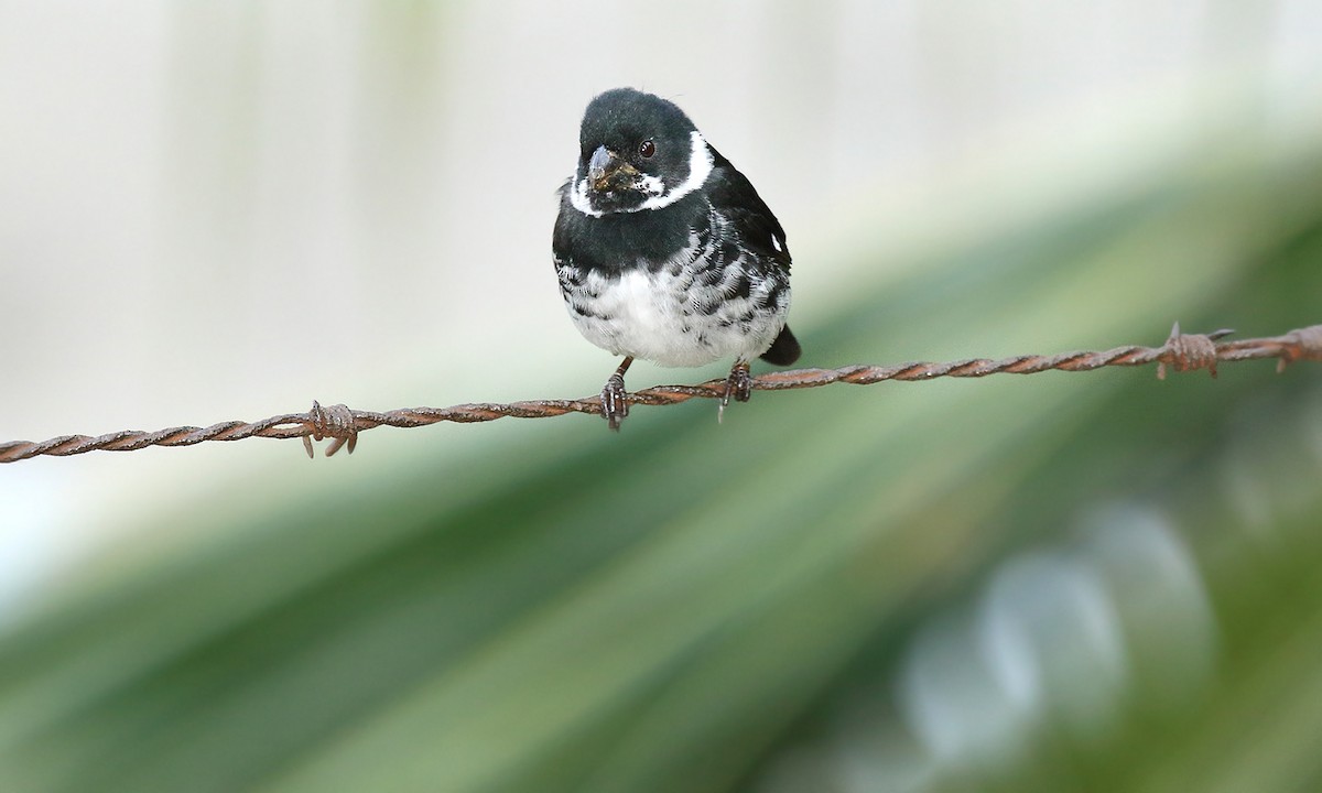 Variable Seedeater - ML619968044