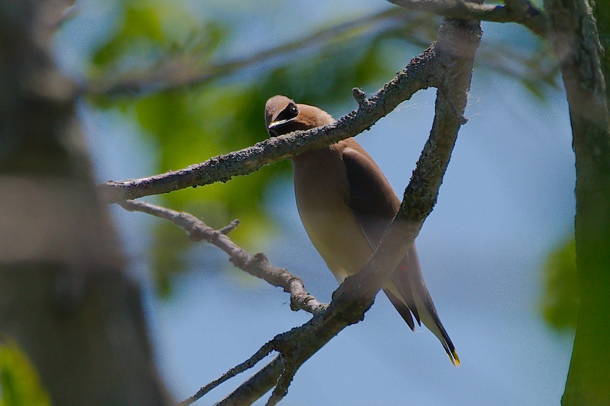 Cedar Waxwing - ML619968049