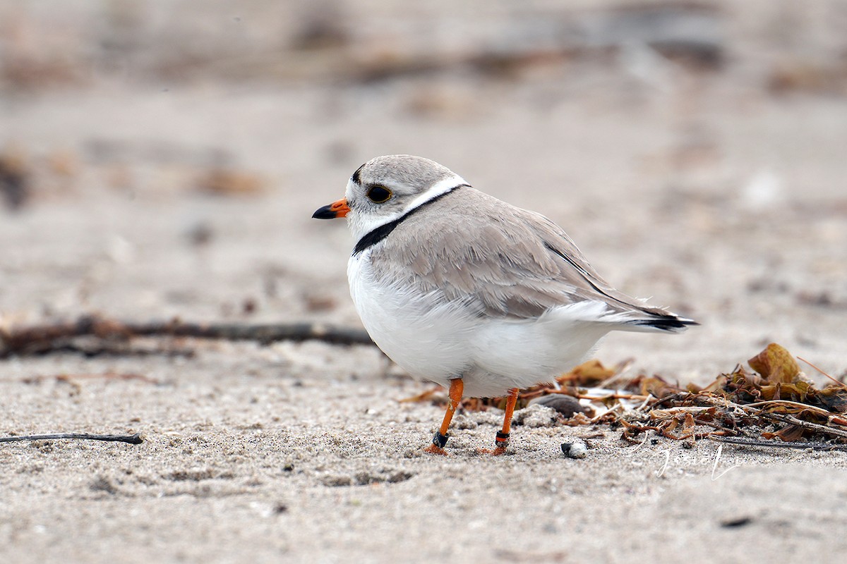 Piping Plover - ML619968053