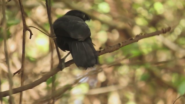 Yellow-billed Cacique - ML619968054