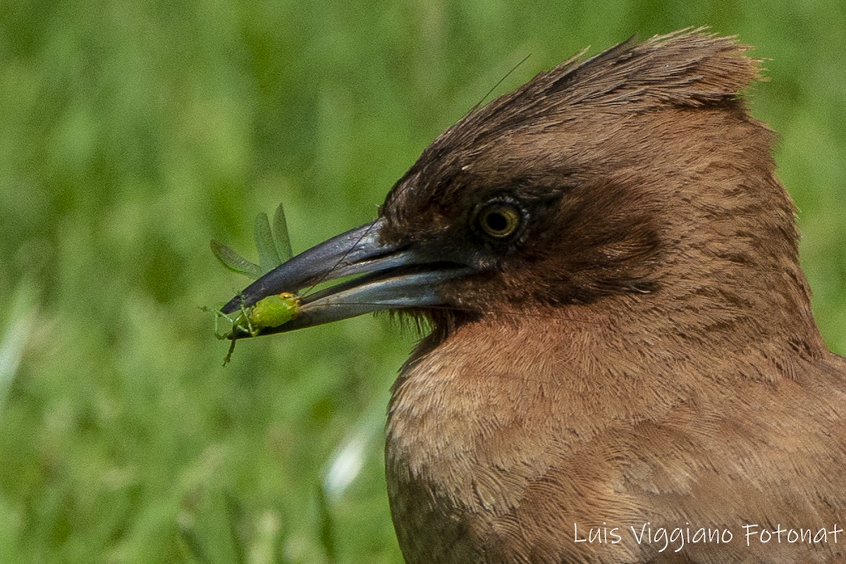 Brown Cacholote - ML619968066