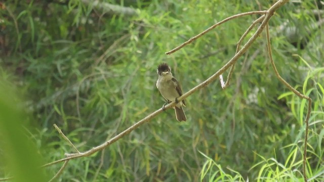 Rose-throated Becard - ML619968100