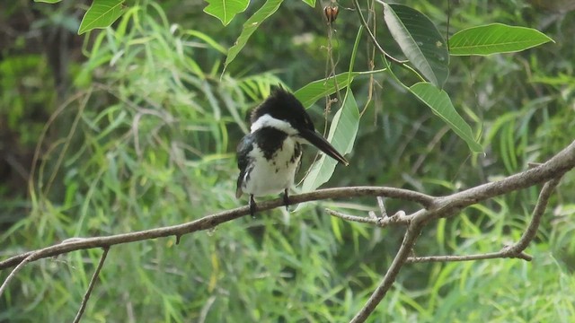 Martin-pêcheur d'Amazonie - ML619968111