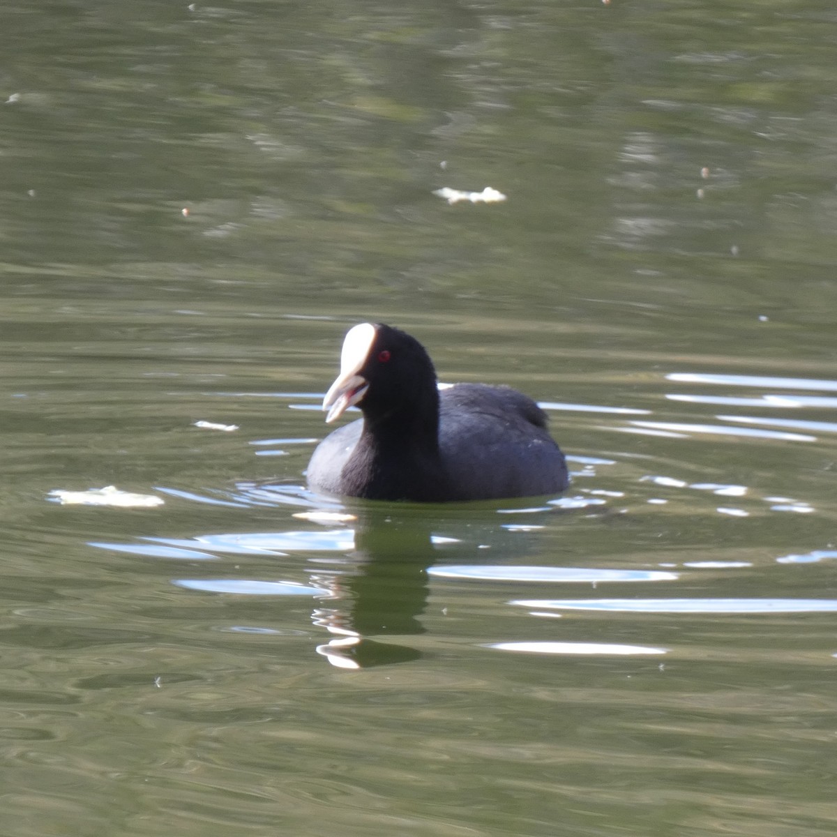 sothøne - ML619968116